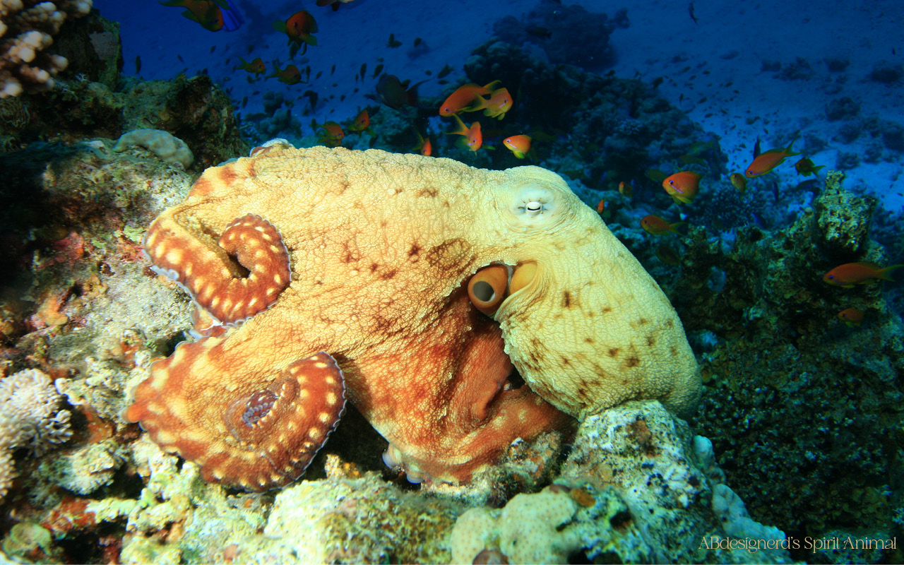 Image of an octopus